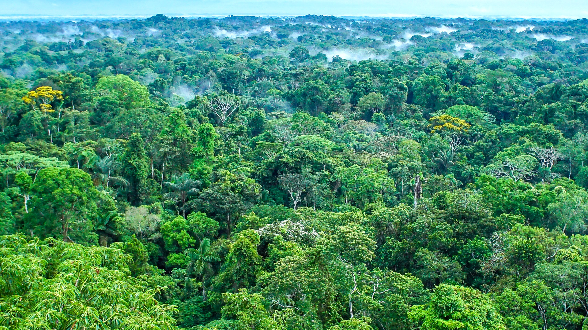 Safari to Yasuni Amazon
