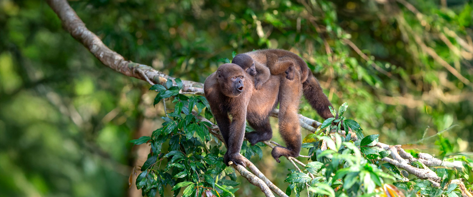 let us know your thoughts about Ecuador and we help you create the perfect safari