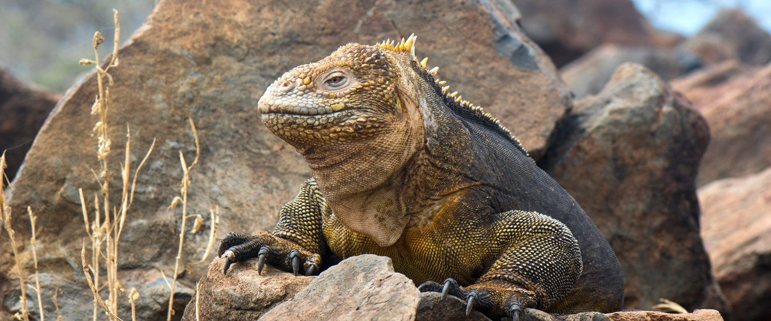 is home to the main airport in the Galapagos
