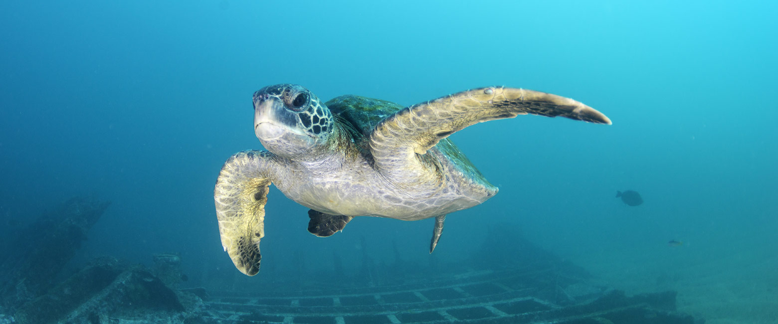 let us know your thoughts about Galapagos and we will help you create the perfect safari