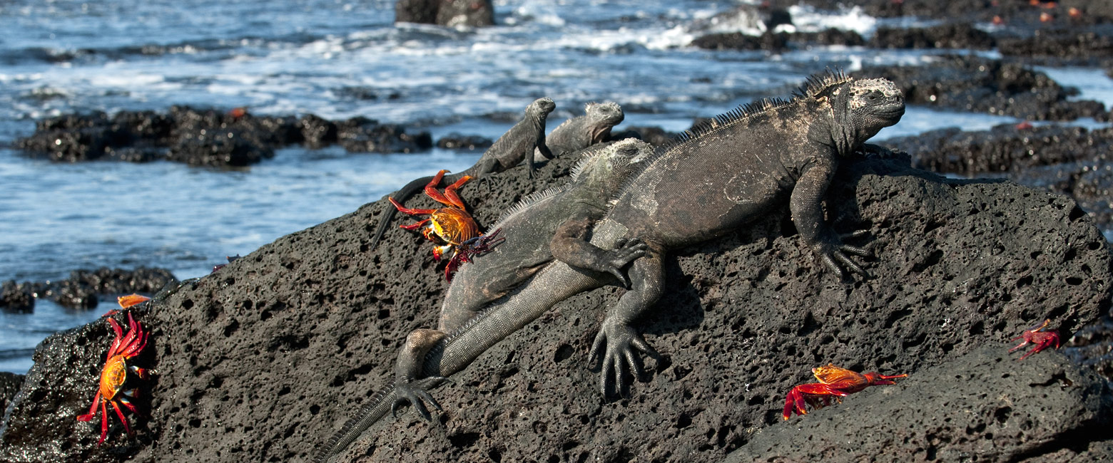 let us know your thoughts about Galapagos and we will help you create the perfect safari