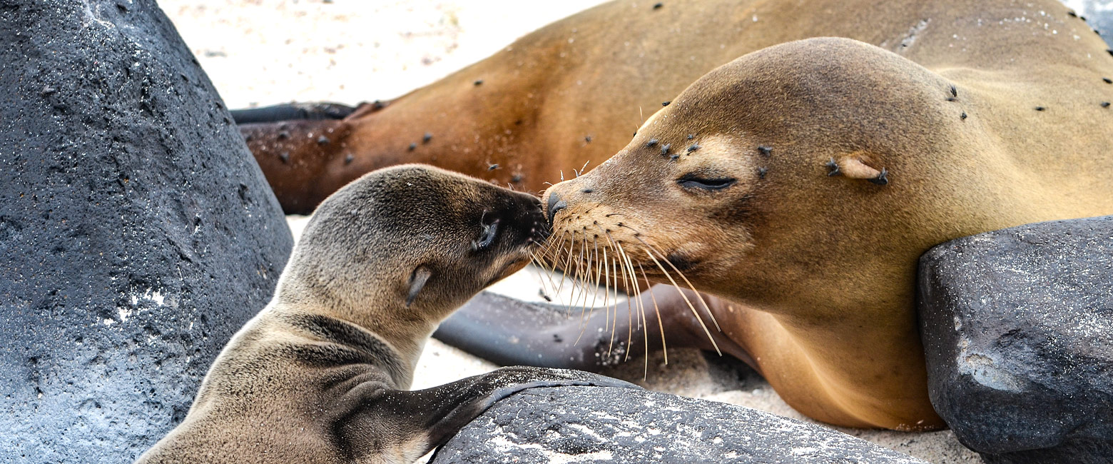 let us know your thoughts about Galapagos and we will help you create the perfect safari