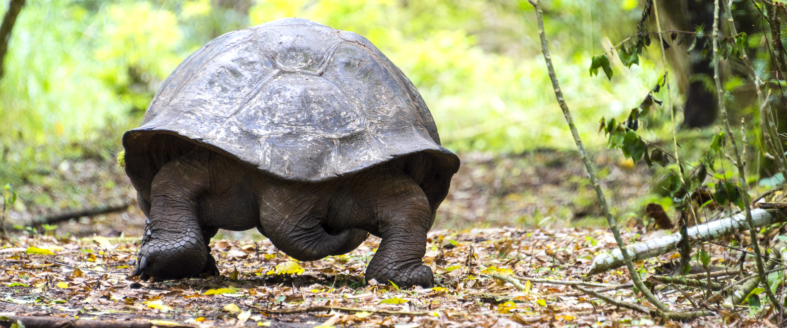 let us know your thoughts about Galapagos and we will help you create the perfect safari