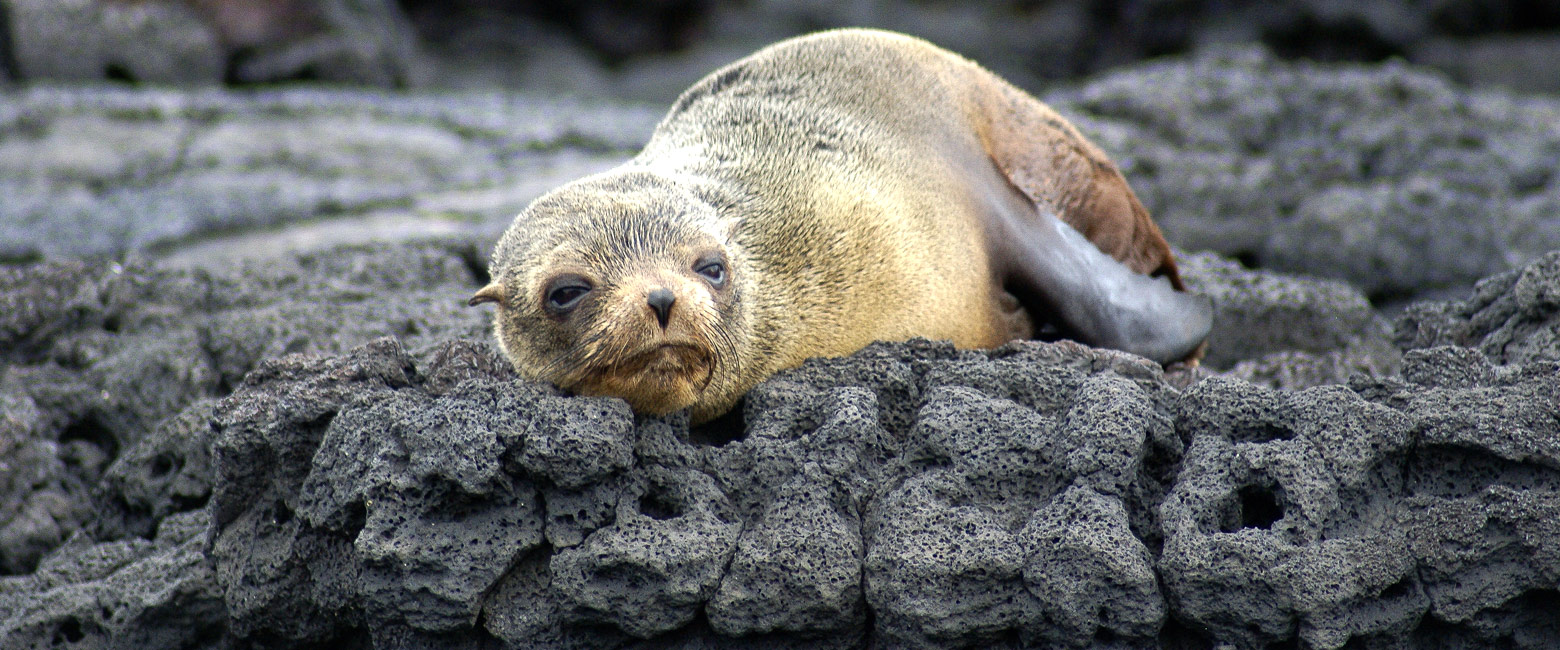 let us know your thoughts about Galapagos and we will help you create the perfect safari
