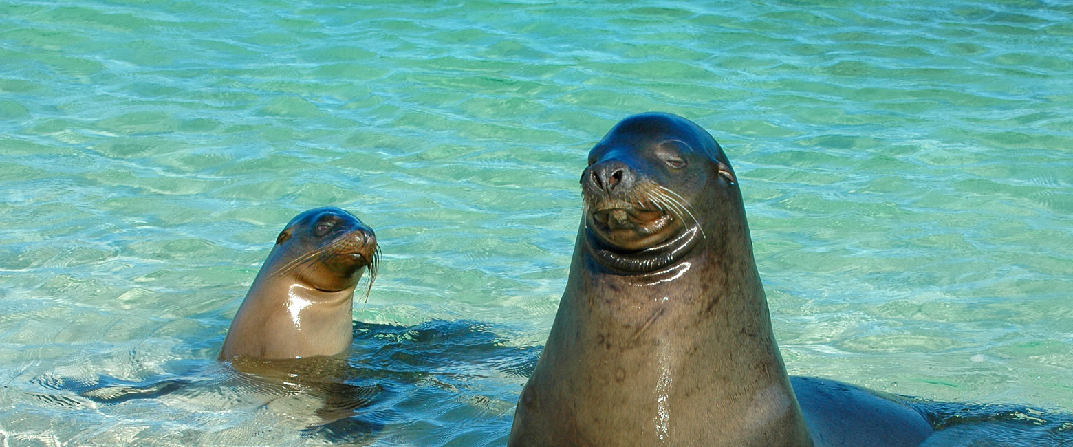 let us know your thoughts about Galapagos and we will help you create the perfect safari