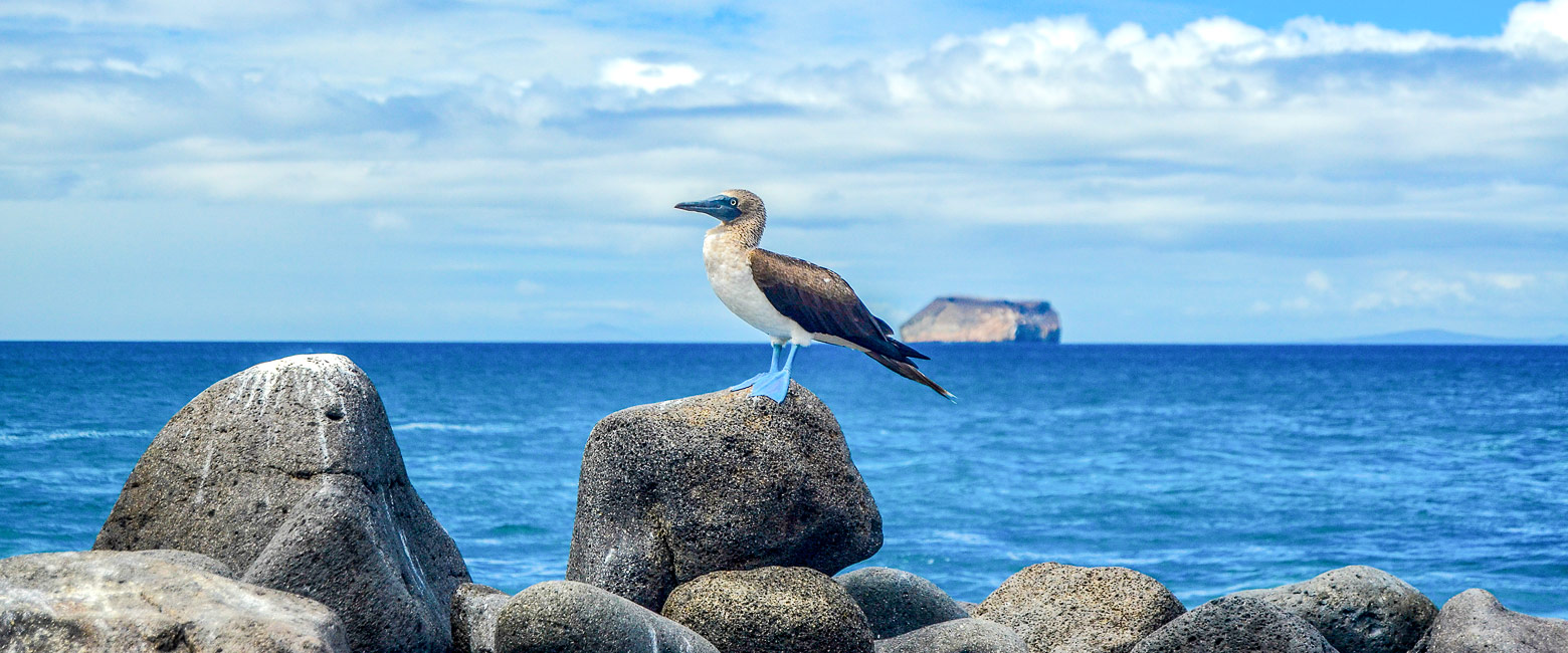 is an island in central Galapagos, occasionally visited for birding 