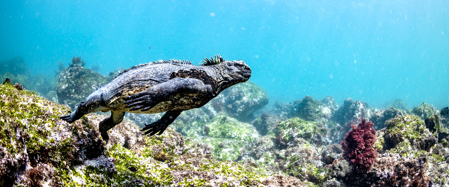 let us know your thoughts about Galapagos and we will help you create the perfect trip 