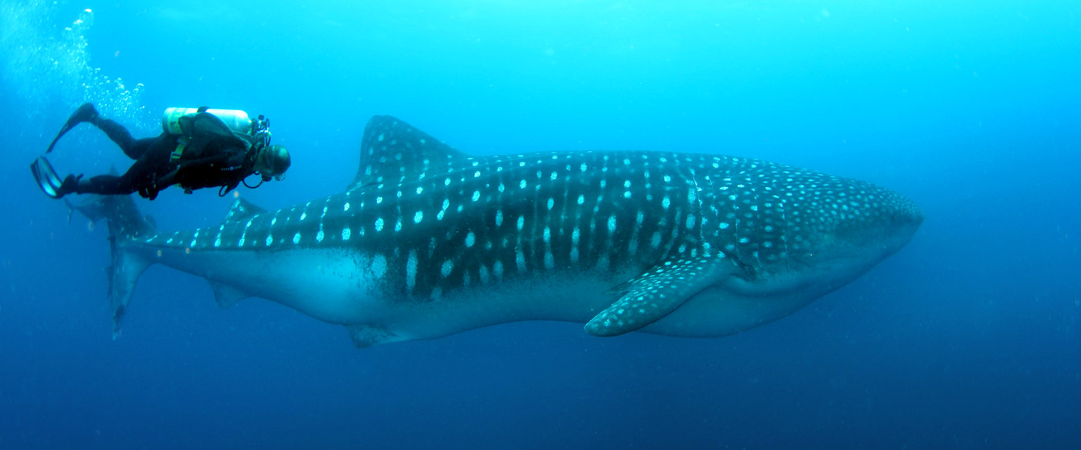 is a very remote island in the north of Galapagos 