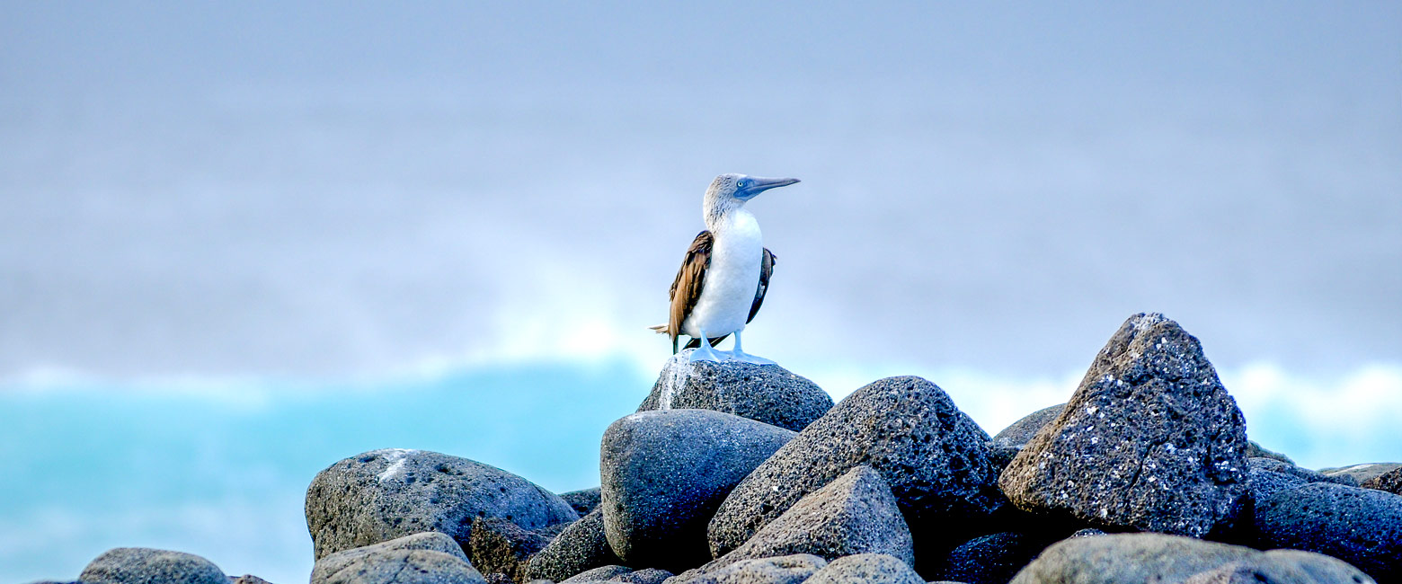 let us know your thoughts about Galapagos and we will help you create the perfect trip 