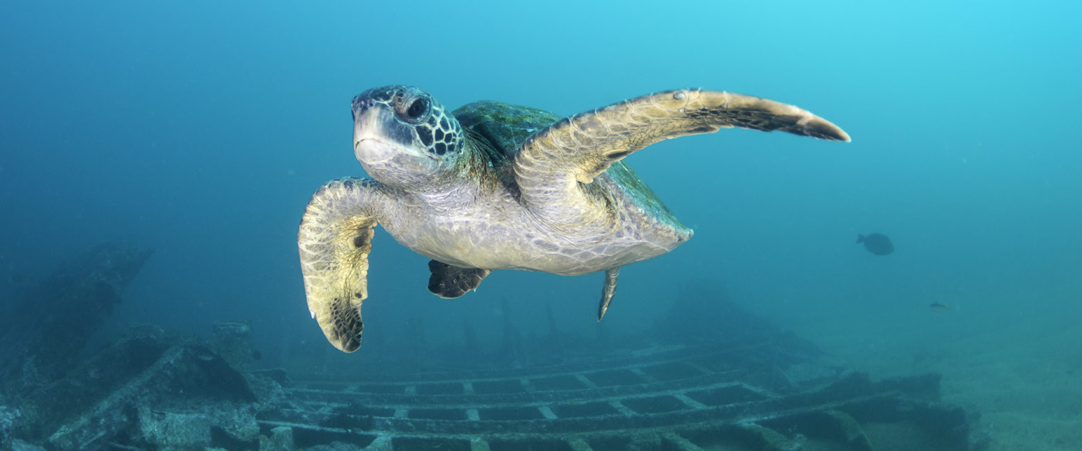 let us know your thoughts about Galapagos and we will help you create the perfect safari