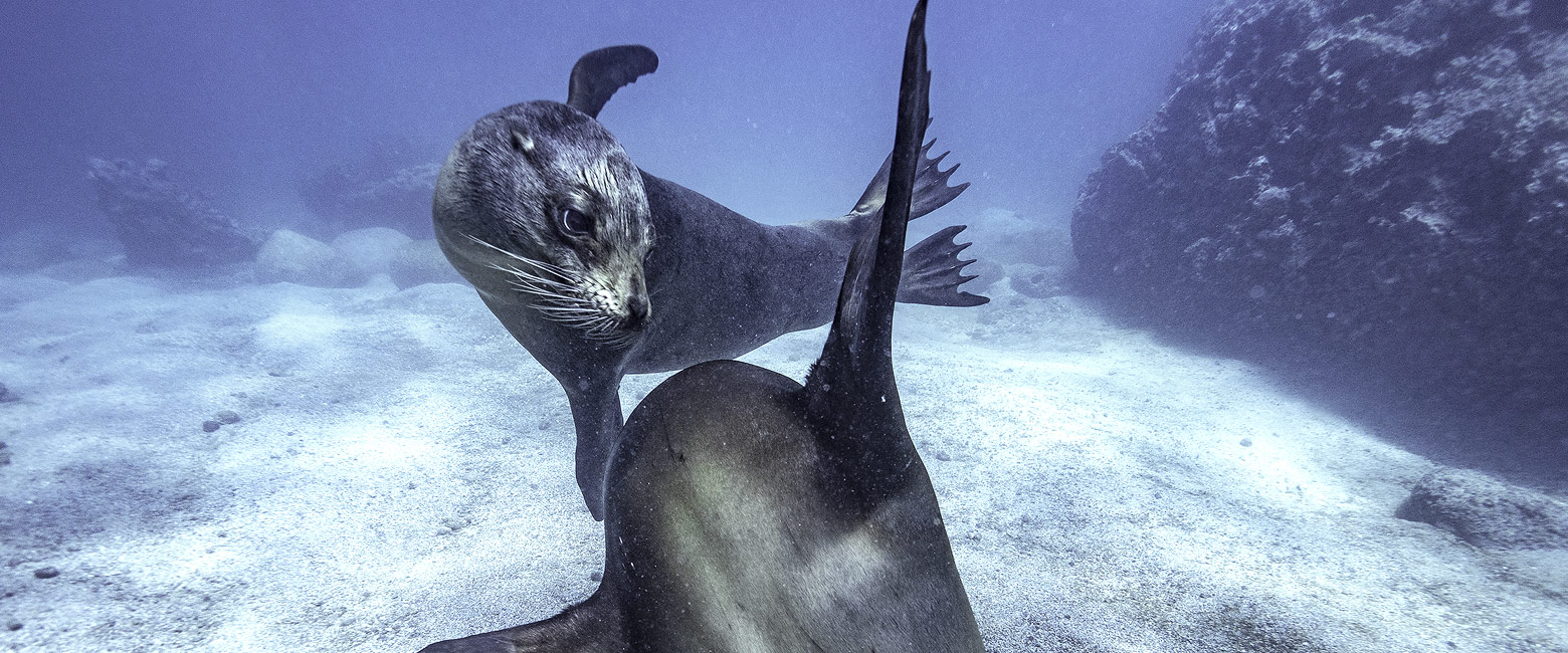 let us know your thoughts about Galapagos and we will help you create the perfect safari