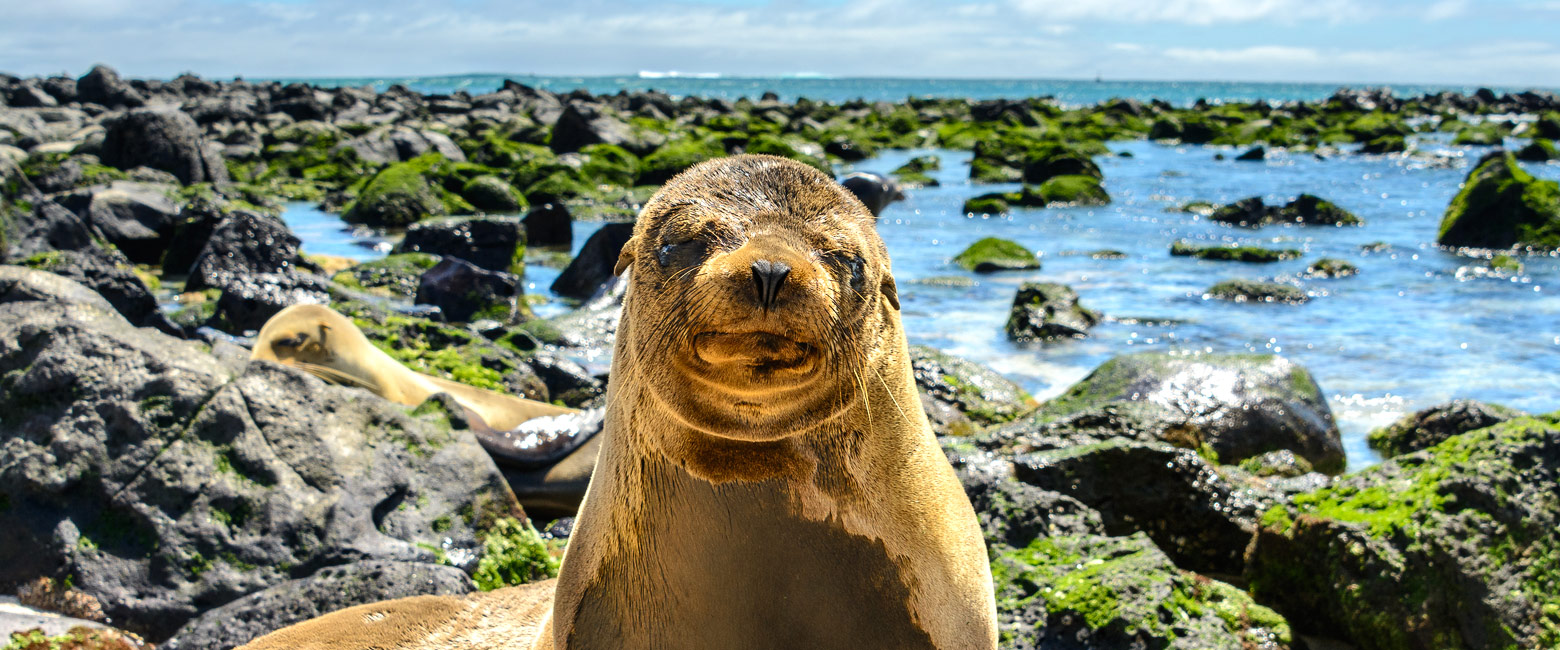 let us know your thoughts about Galapagos and we will help you create the perfect safari 
