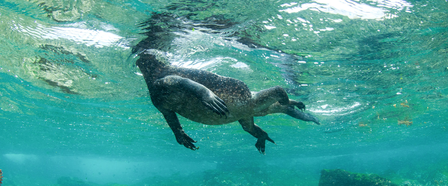 let us know your thoughts about Galapagos and we will help you create the perfect safari
