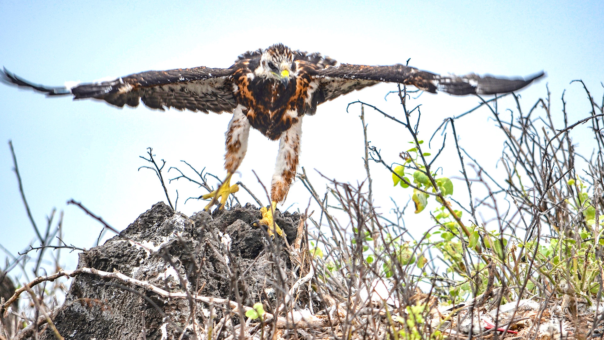 Safari to Isla Espanola