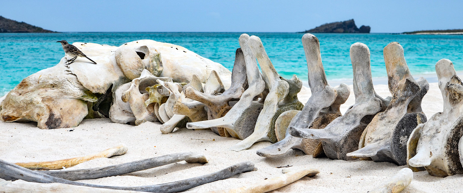 is a lovely remote island in the southeast Galapagos 