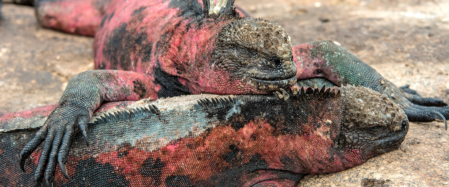 let us know your thoughts about Galapagos and we will help you create the perfect trip 