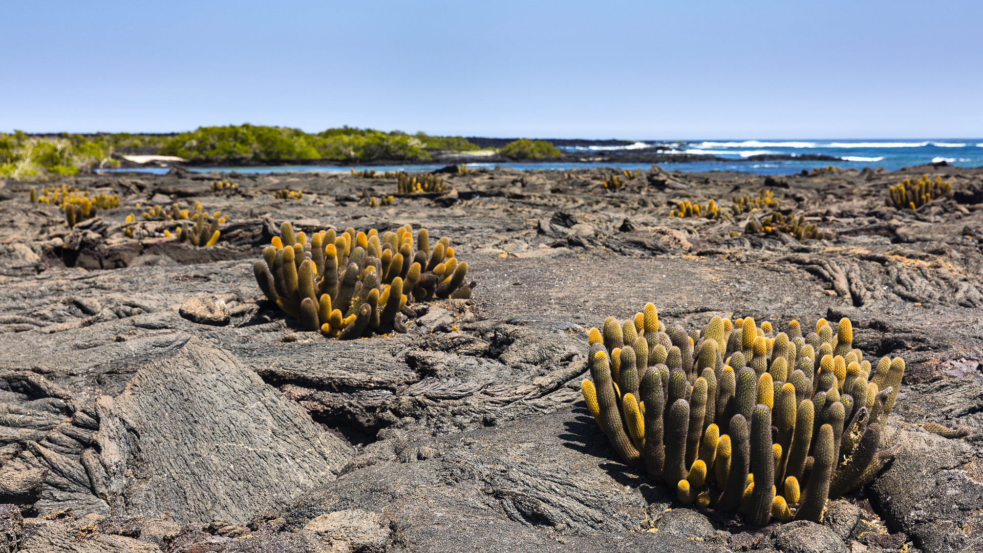 Safari to Isla Fernandina