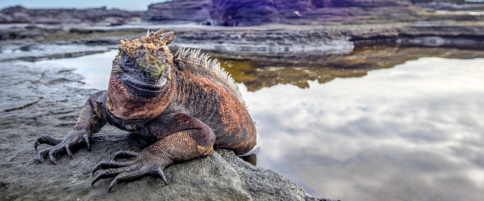is the most volcanic island in the Galapagos, 