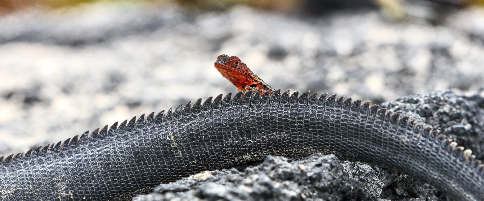 let us know your thoughts about Galapagos and we will help you create the perfect trip 