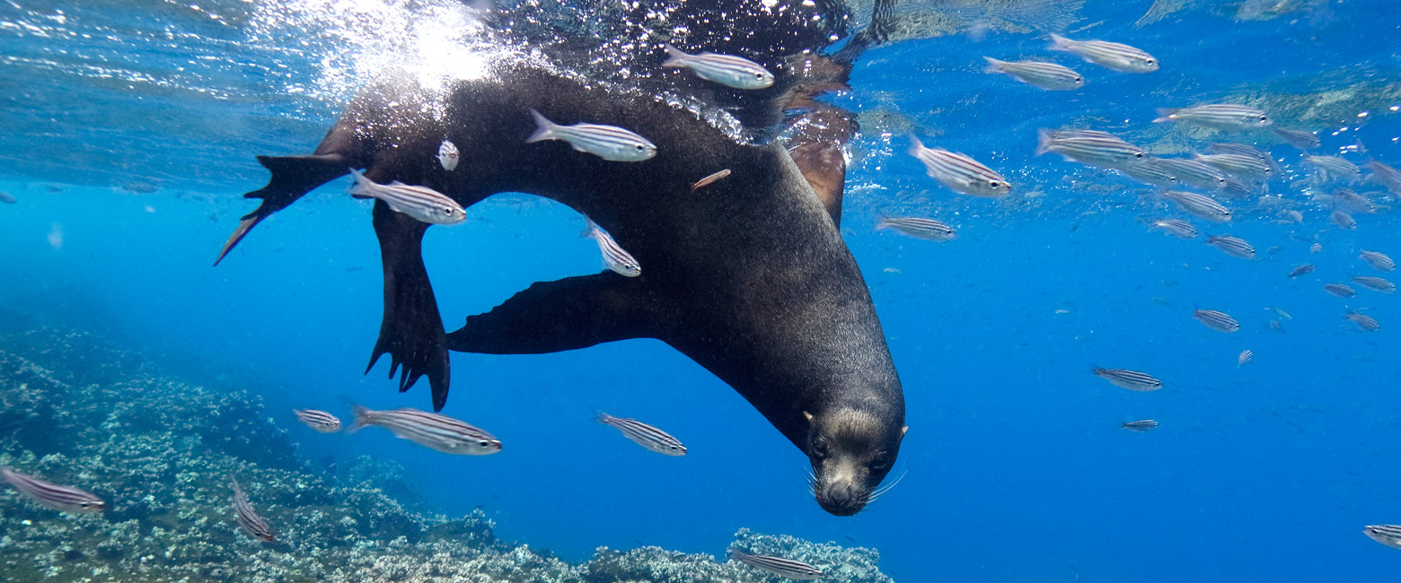 let us know your thoughts about Galapagos and we will help you create the perfect trip