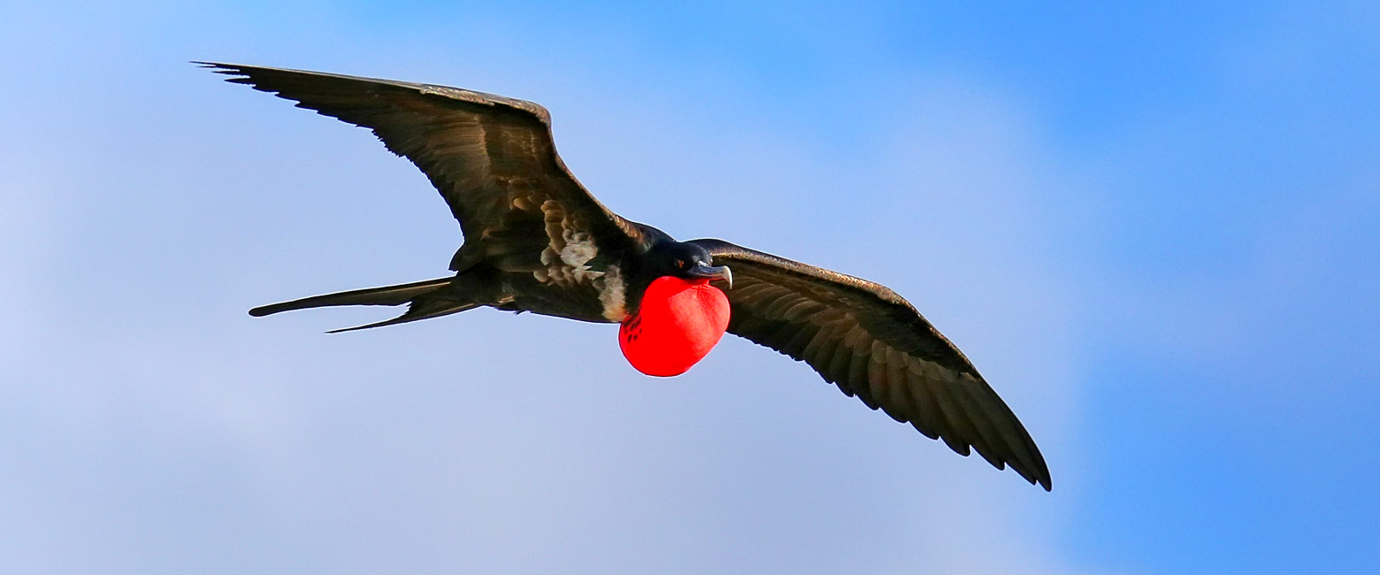 is a birding hotspot in the north of Galapagos 
