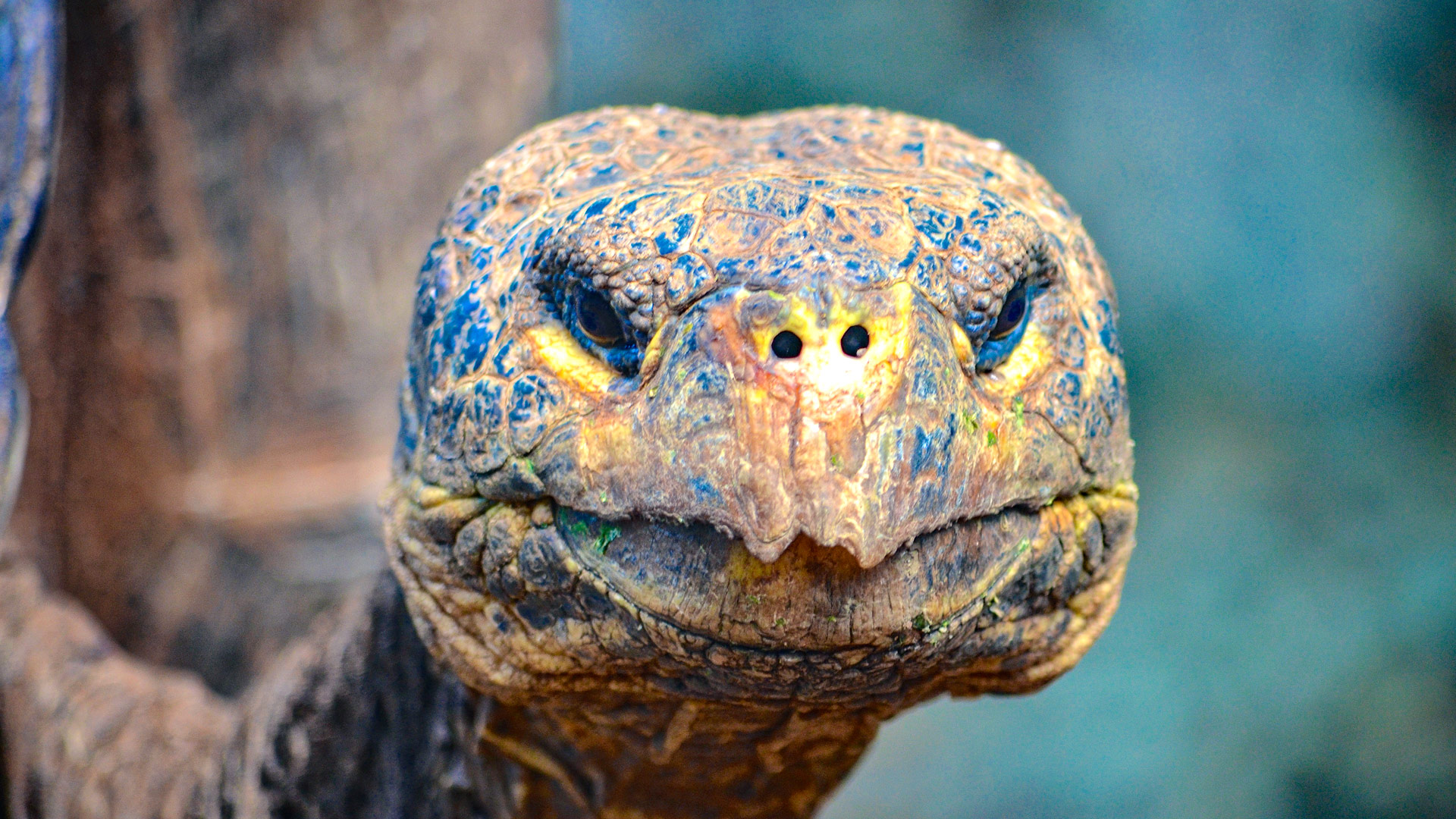 Safari to Isla Pinta