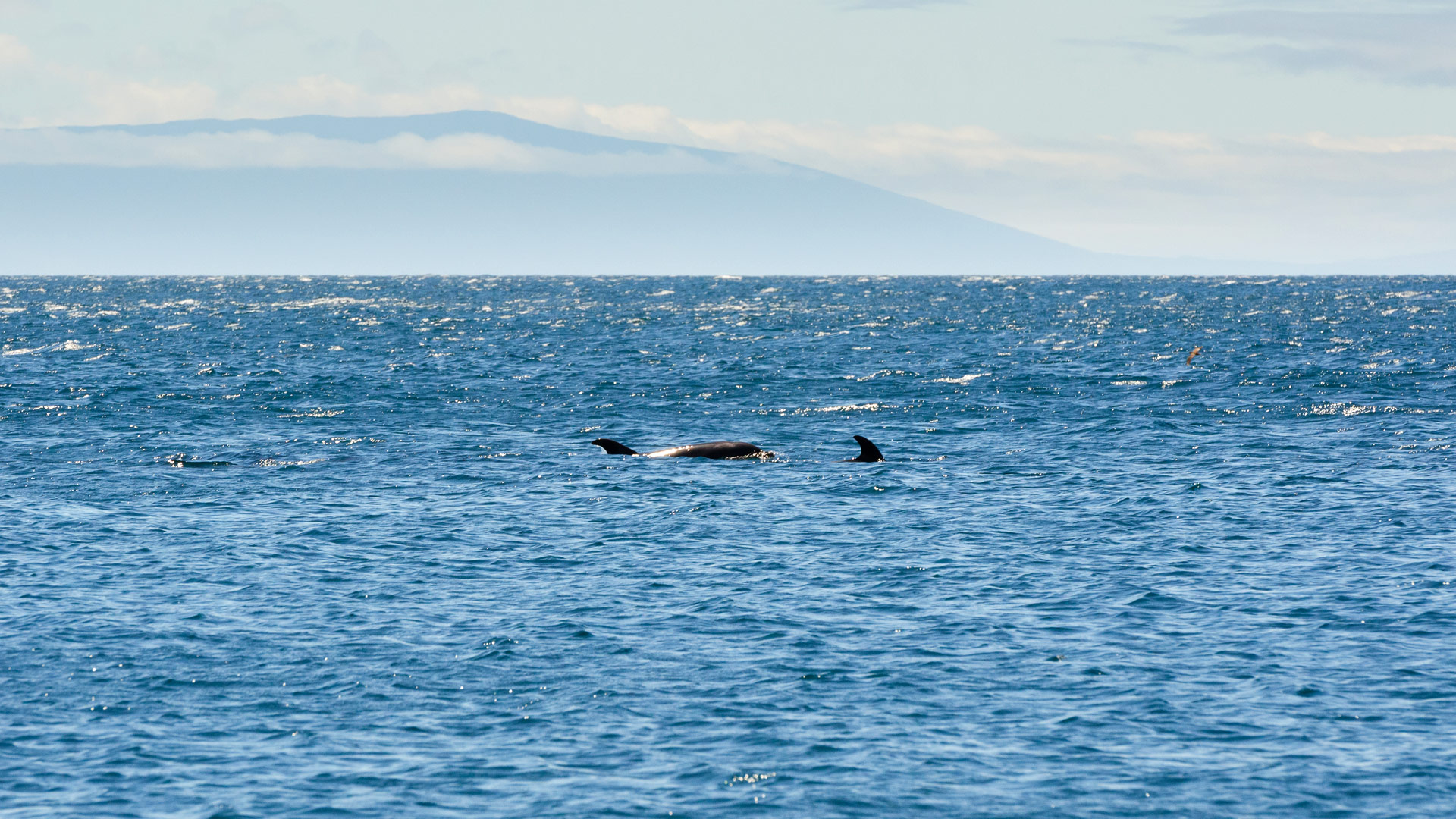 Safari to Isla Pinzon