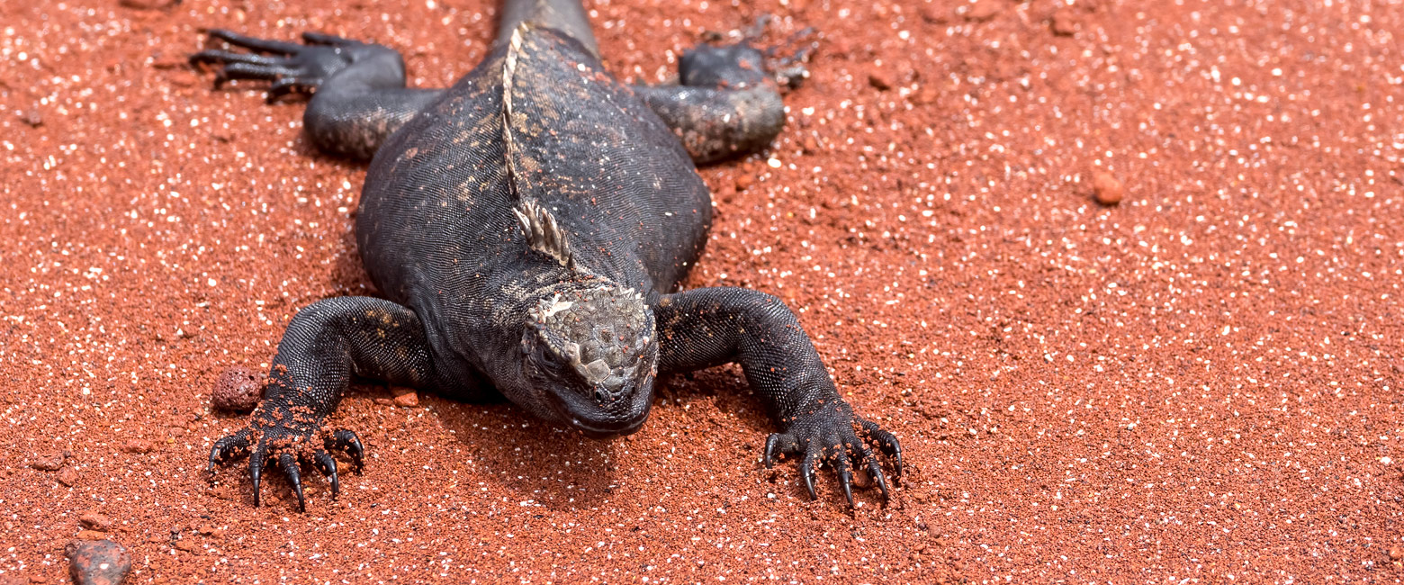 let us know your thoughts about Galapagos and we will help you create the perfect trip 