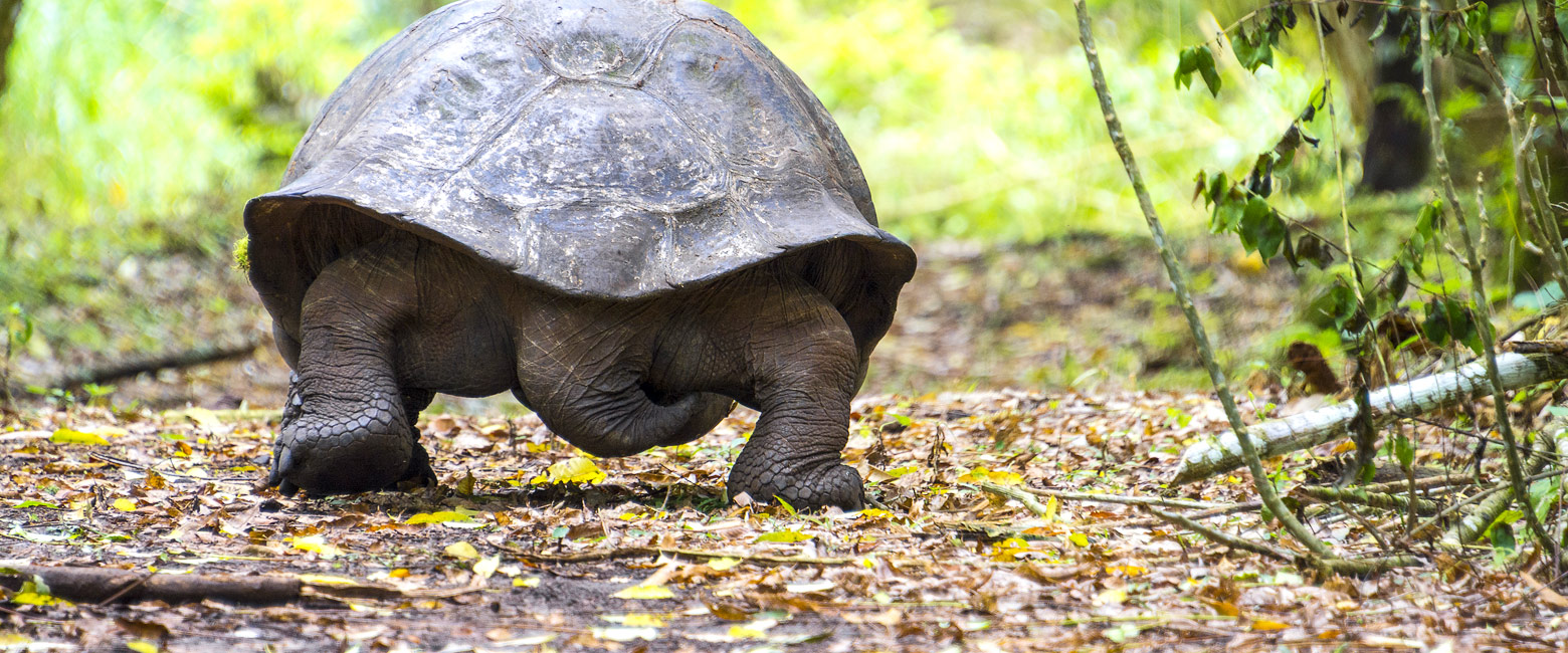 let us know your thoughts about Galapagos and we will help you create the perfect trip 