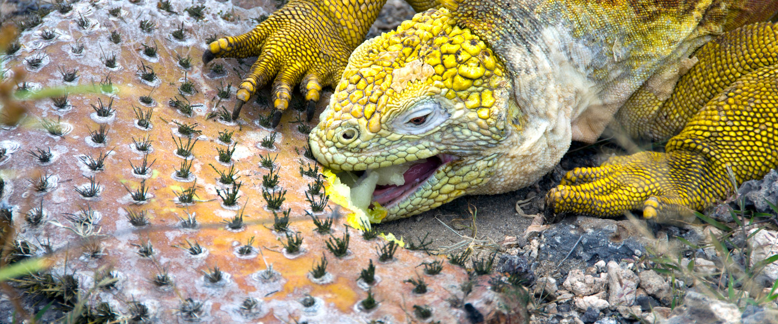 is a pretty and accessible island in the Galapagos 