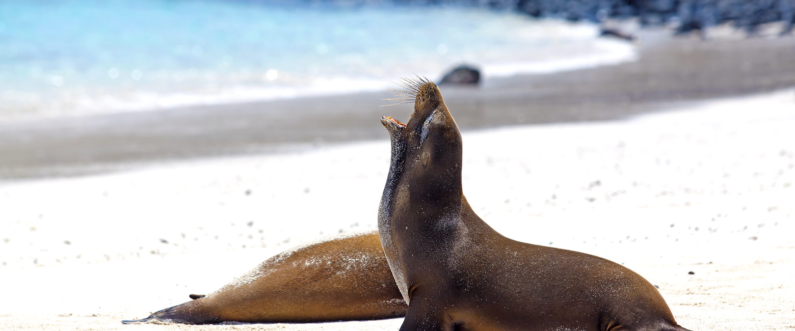 let us know your thoughts about Galapagos and we will help you create the perfect trip 