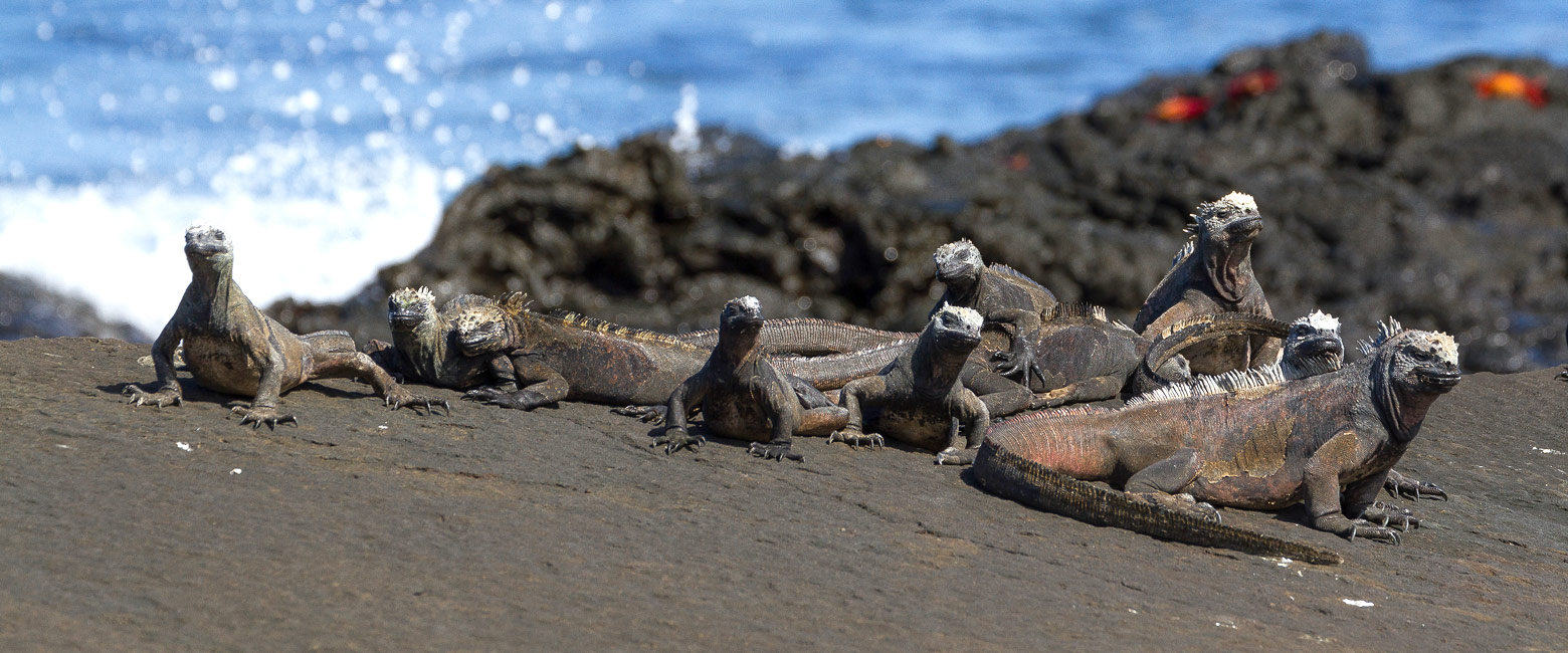 let us know your thoughts about Galapagos and we will help you create the perfect trip 