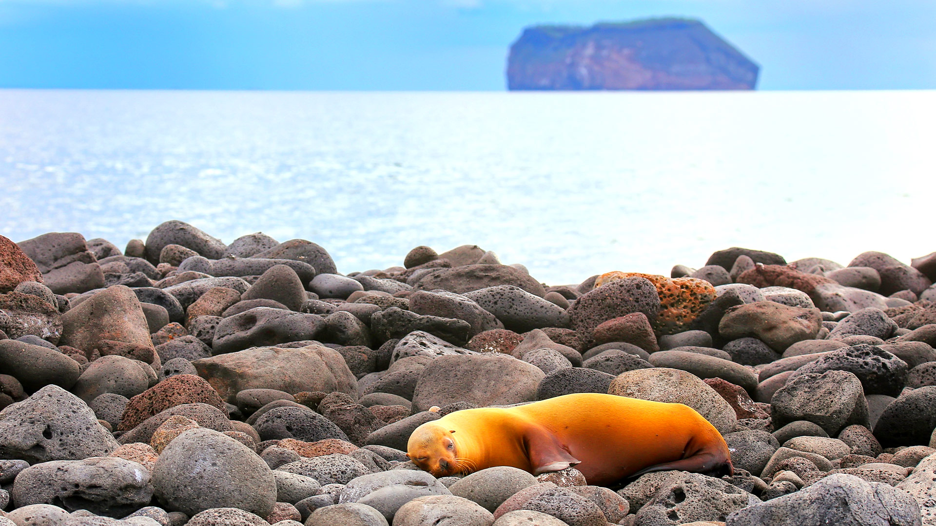 Safari to Isla Seymour Norte