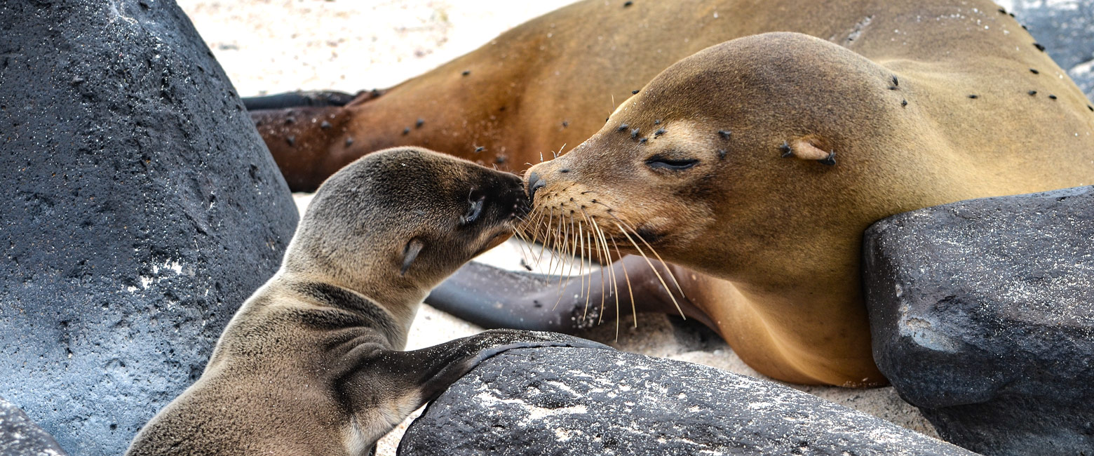 let us know your thoughts about Galapagos and we will help you create the perfect trip 