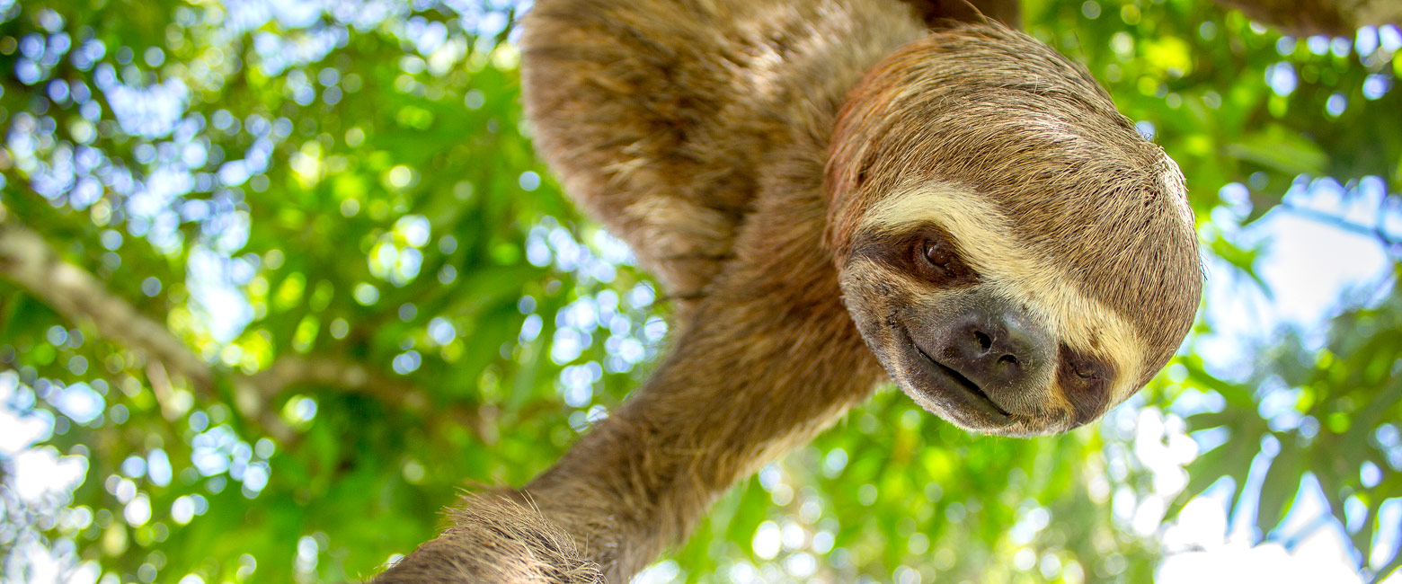 let us know your thoughts about Peru and we will help you create the perfect safari 
