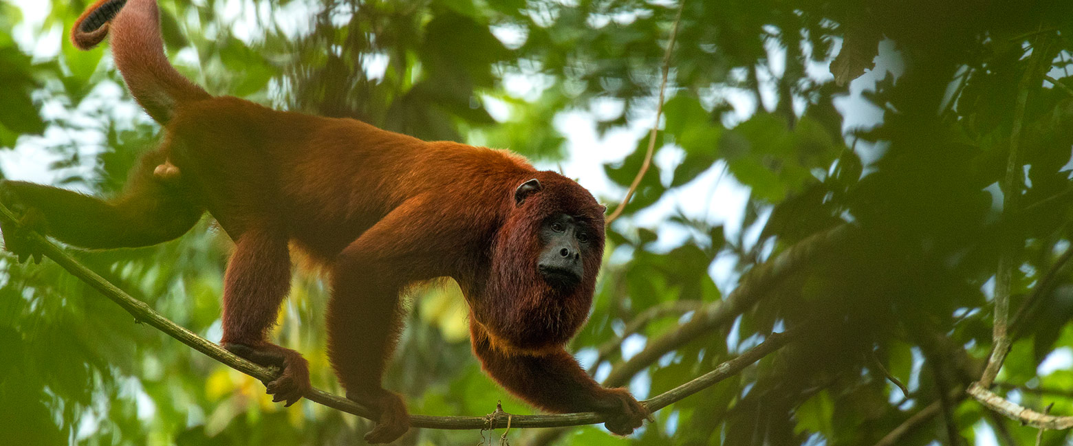 let us know your thoughts about Peru and we will help you create the perfect trip 