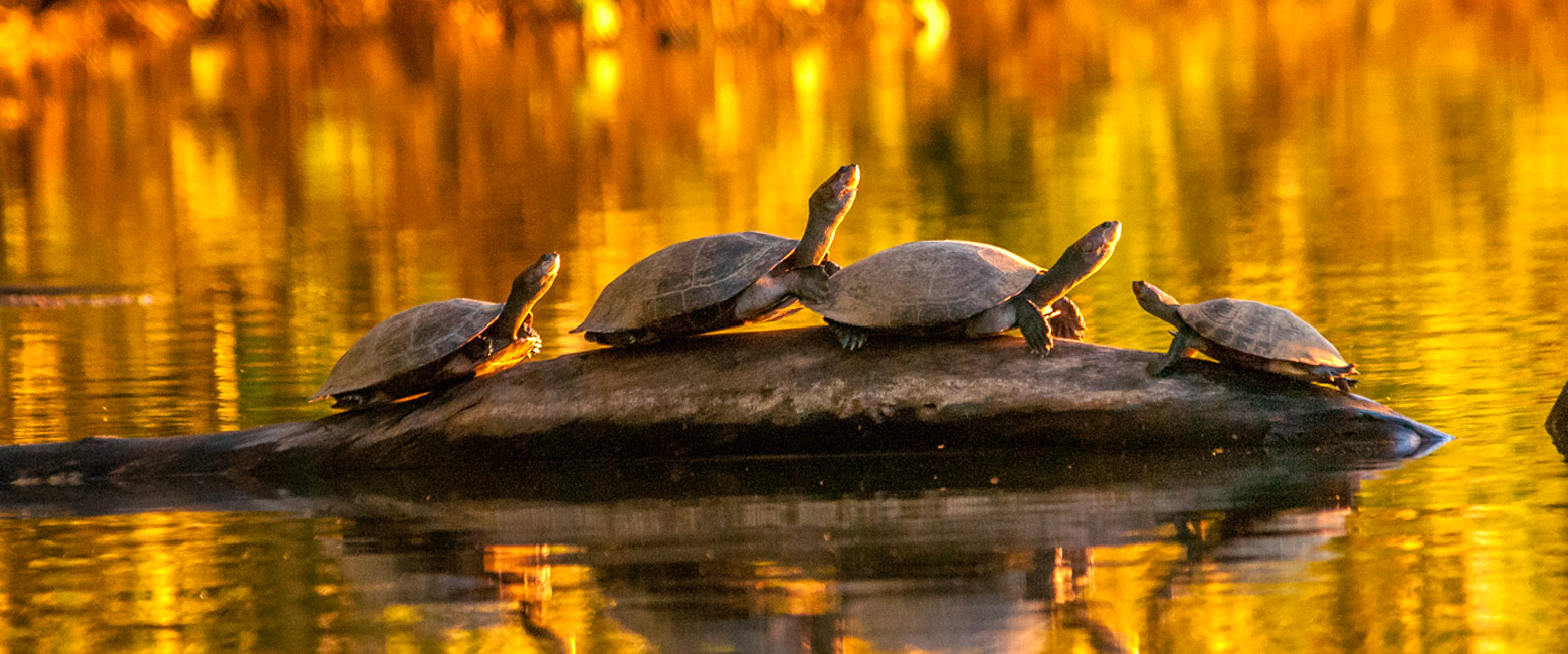 let us know your thoughts about Peru and we will help you create the perfect safari 