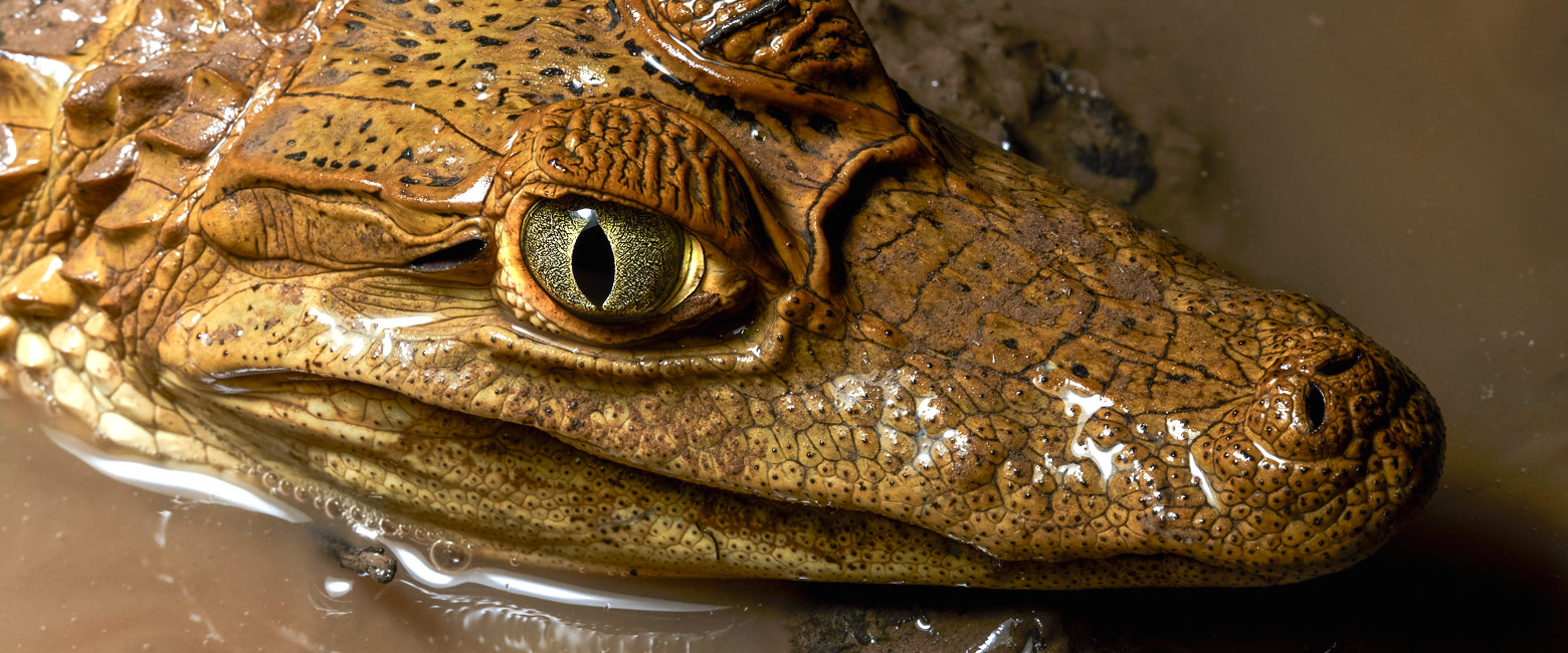 let us know your thoughts about Peru and we will help you create the perfect safari 
