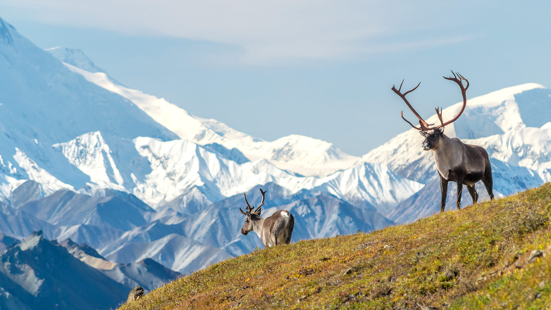 Travel to Denali