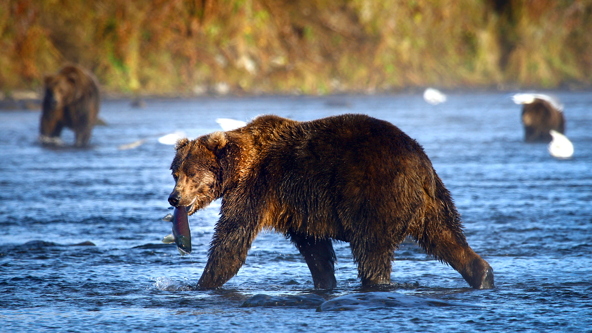 Travel to Kodiak Island