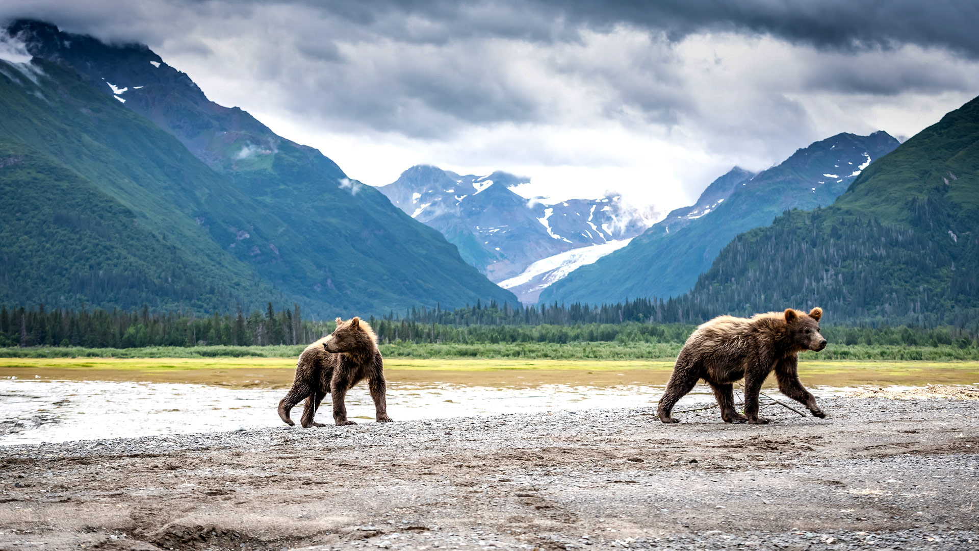 Northwild Brown Bear Bay