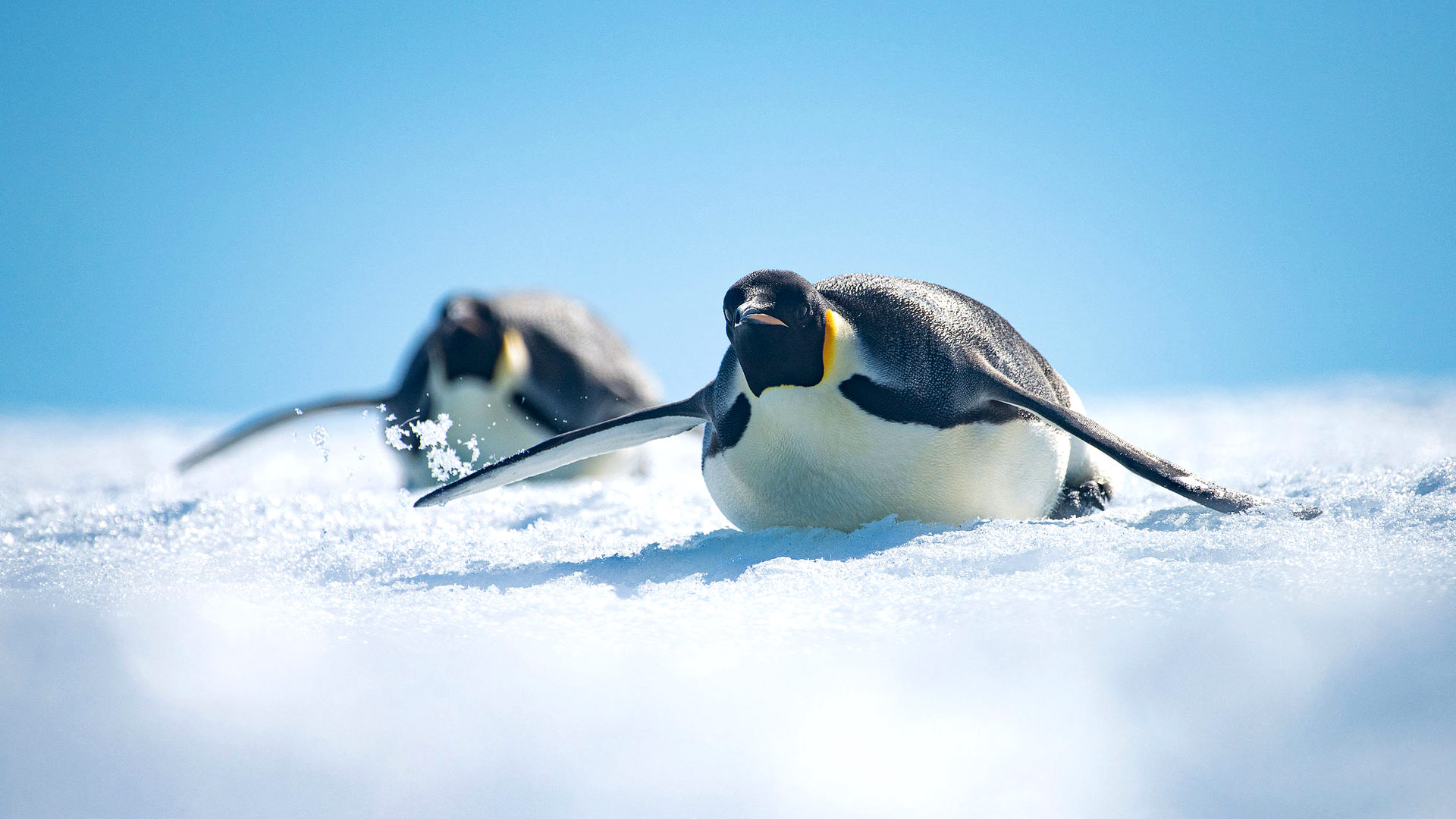 Safari to the Weddell Sea