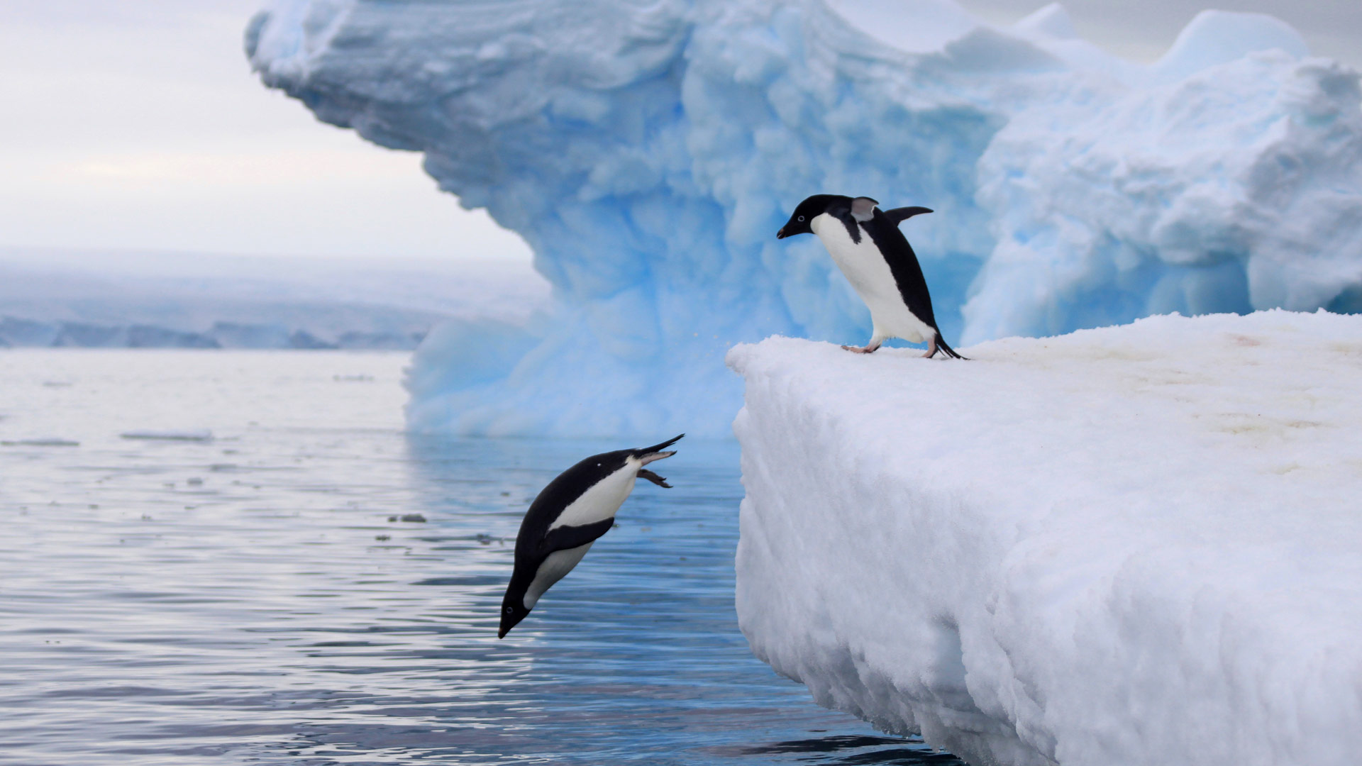 Safari to Antarctica East