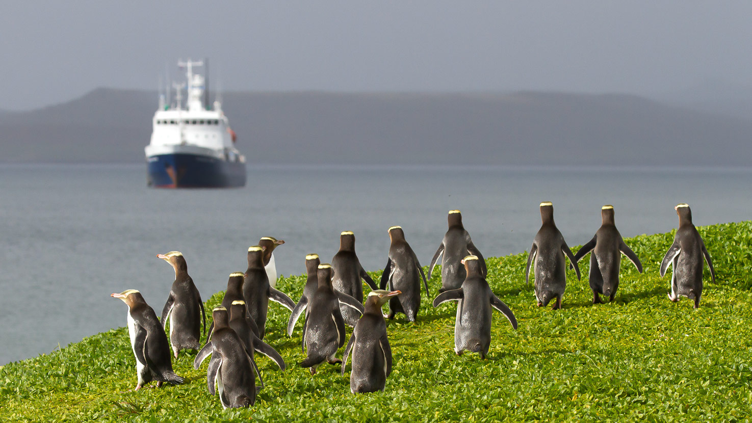Safari to Antipodes