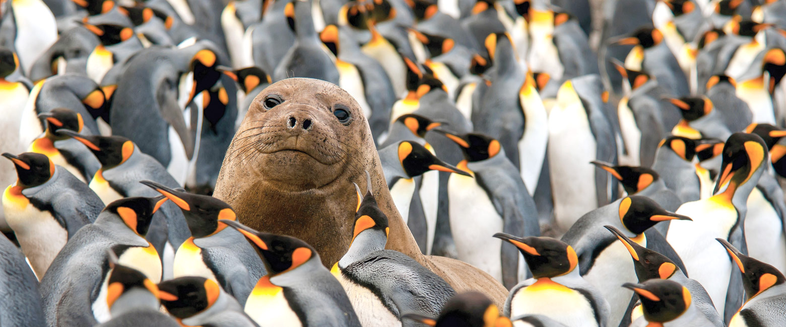 Let us know your thoughts about Antarctica and we will help you create the perfect trip 