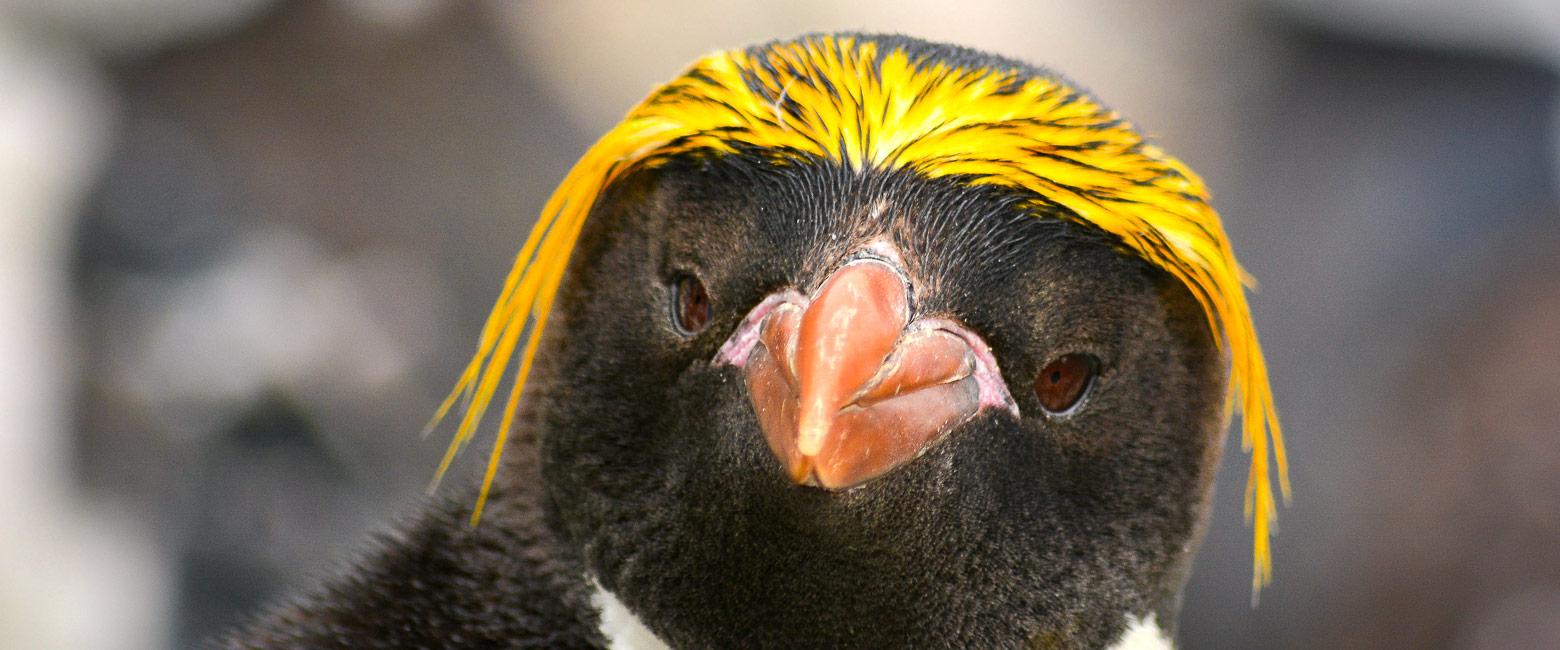 let us know your thoughts about Antarctica and we will help you create the perfect trip 