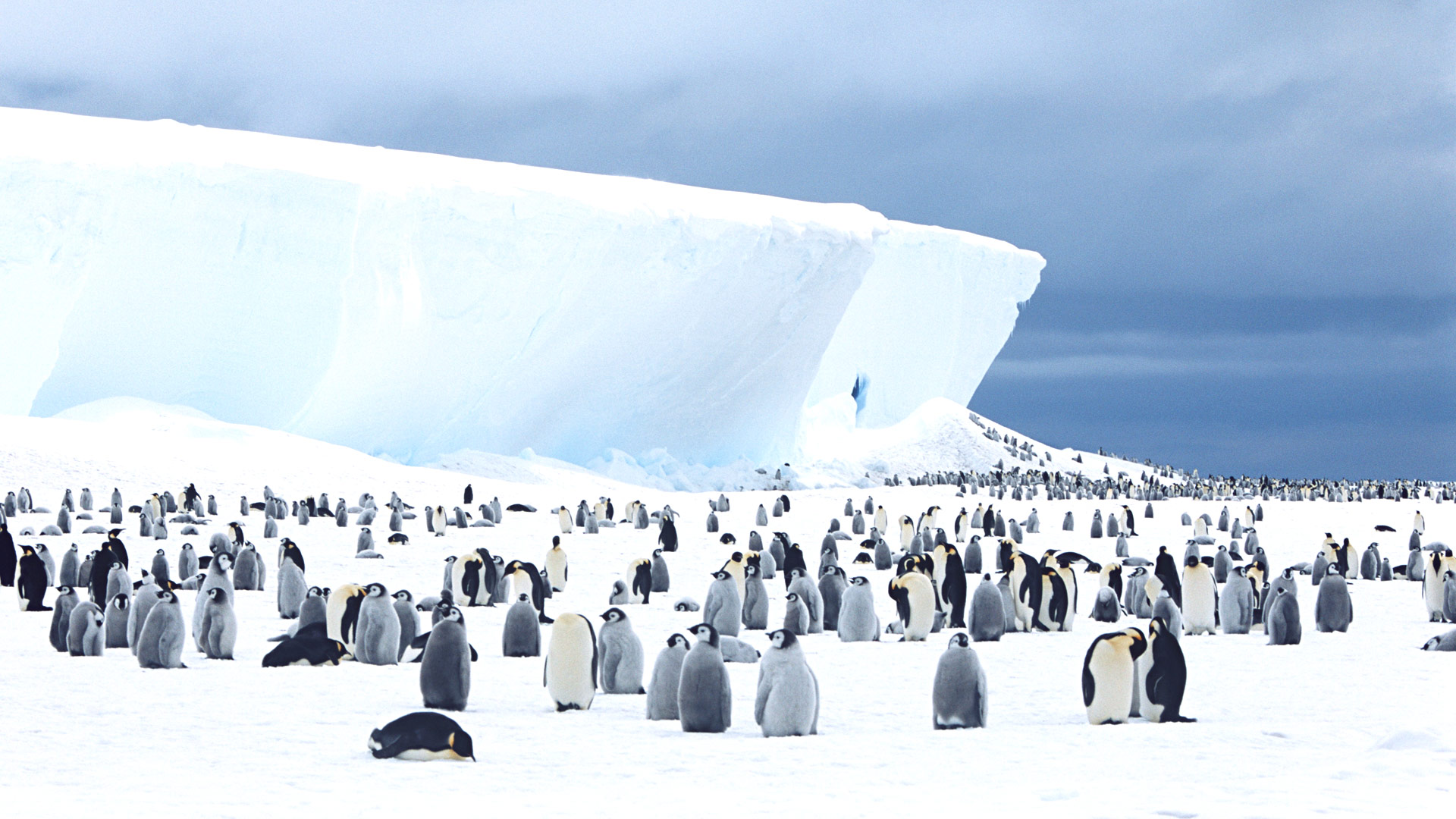 Safari to the Antarctic Peninsula