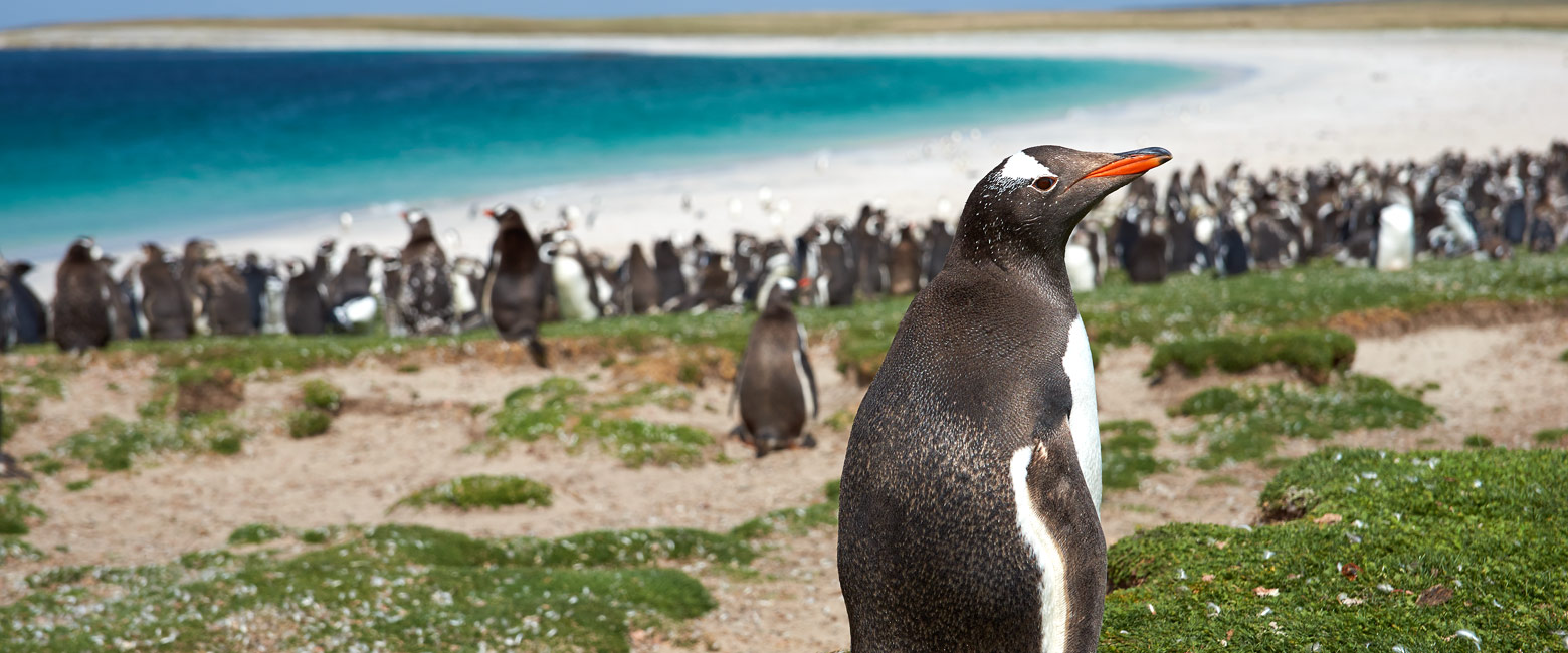 let us know your thoughts about Antarctica and we will help you create the perfect trip