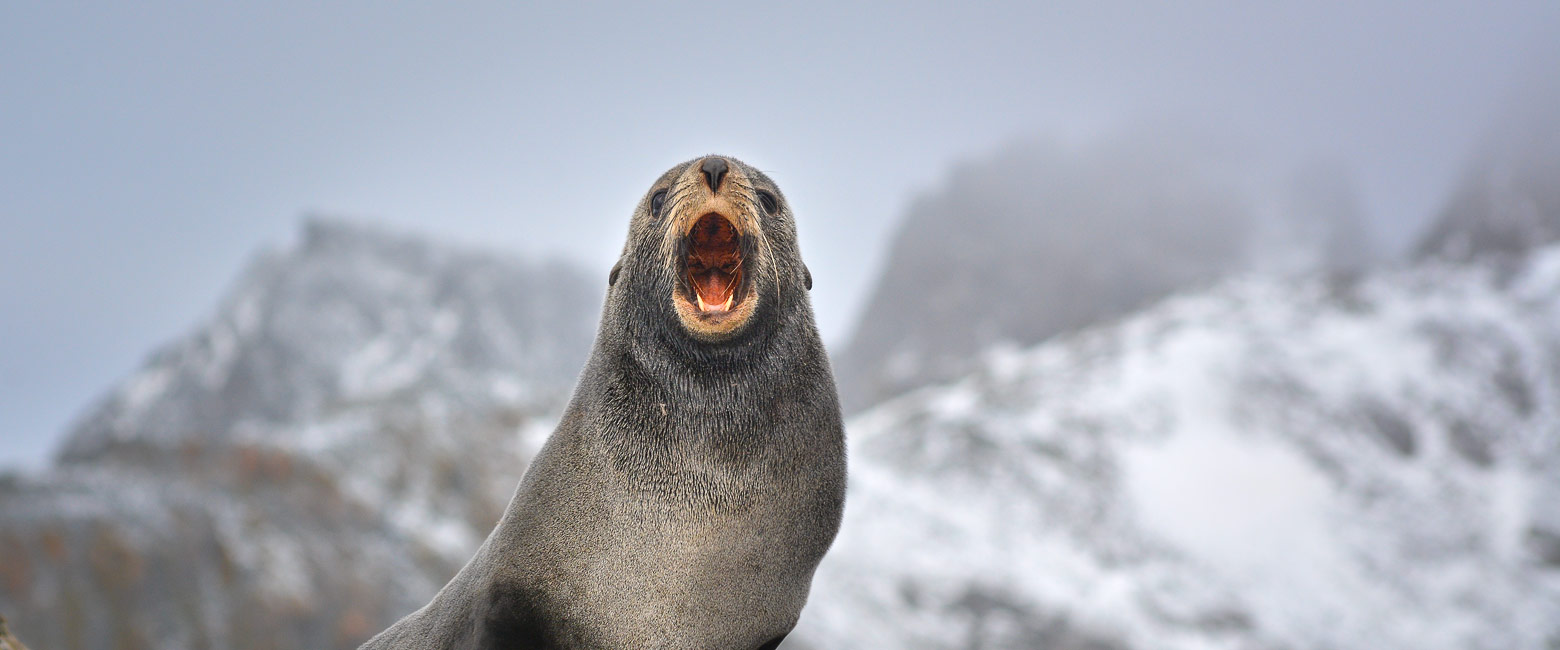 are extremely remote islands in the South Atlantic