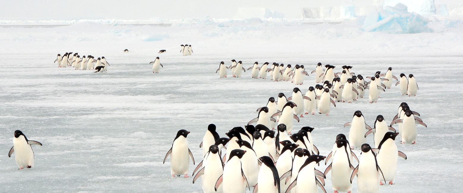 let us know your thoughts about Antarctica and we will help you create the perfect trip